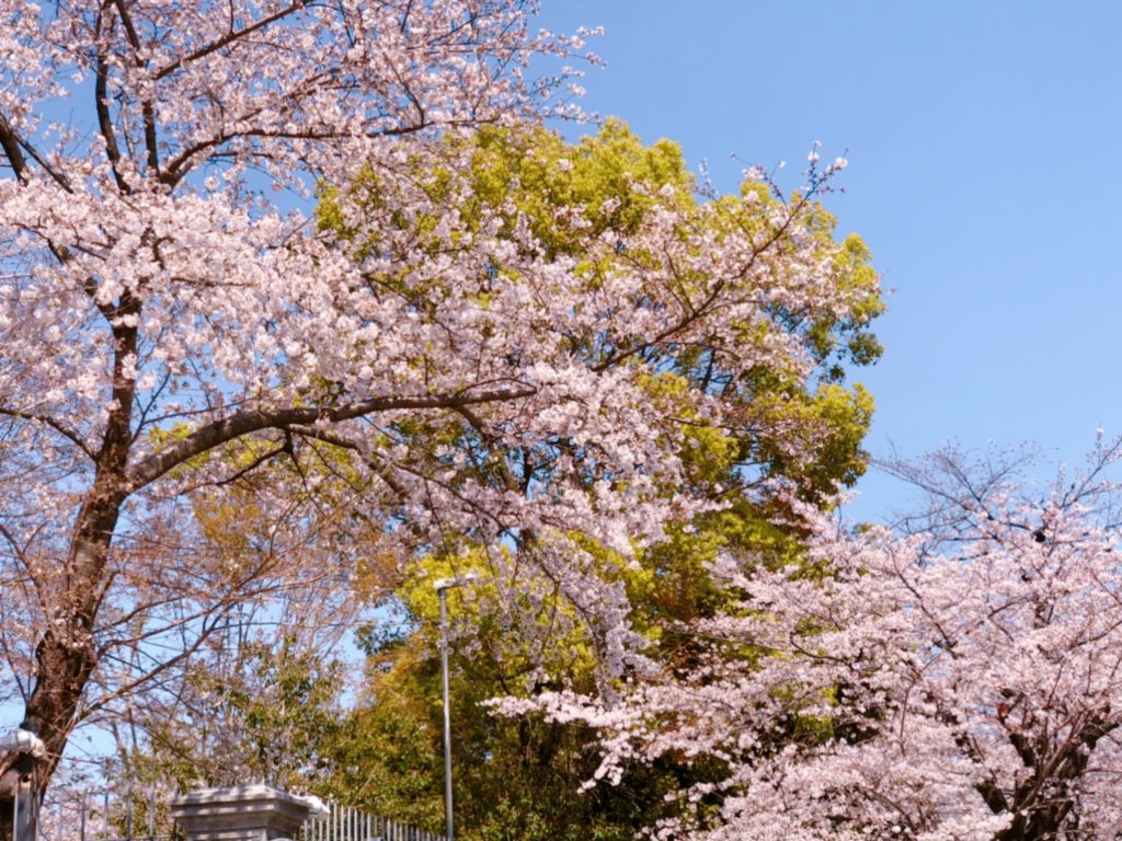 皇居の桜